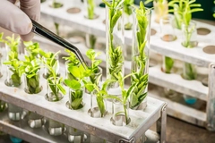 Image Plant breeding.
