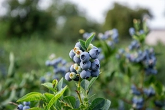 Image Bright blueberries grow in abundance on their leafy branches,