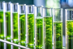 Green test tubes with agri-waste.