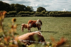 Image Cattle.