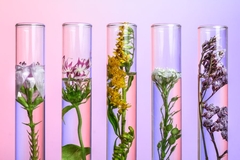 small flowers in glass tubes over pink back drop.