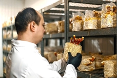 Image scientist examines mushrooms holding them in his hands