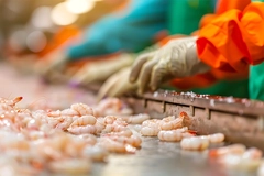 Image Worker handling prawns.