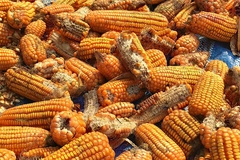 Image Corn affected by mycotoxin.