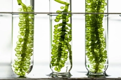 Image Three tubes with green plants in them.