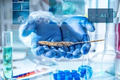 Image Gloved scientist hands holding a wheat ear in a laboratory with AI holograms and digital data overlays.