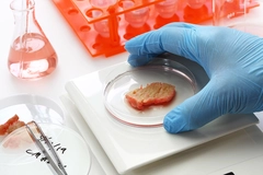 lab grown meat in petri dish held by gloved hand