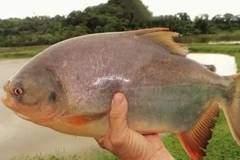 Image A hand holding a fish.