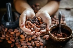 cacao beans in human palms cacao beans in human palms