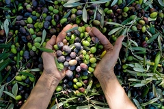 Fresh olives Fresh olives