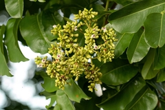 tonka tree branch