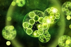 Chlorella under microscope