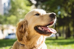 labrador retriever in the sun