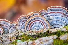 Turkey's tail mushroom