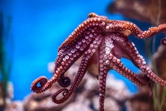 Image Octopus.