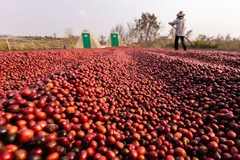 Image Coffee harvest.