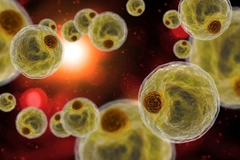 Image Fat cells