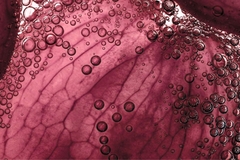 Image zoomed image of small bubbles over plant