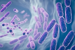 Image Gut bacteria