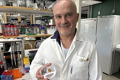 scientist holding brown gel in petridish inside lab