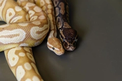 Image a ball pythons and Burmese python