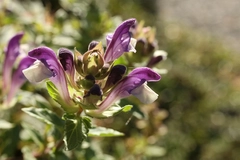 a close up of Scutellaria alpina