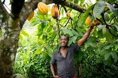 Farmer looking at his cocoa bean plants.