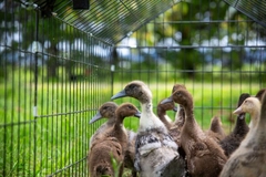 Duck welfare China cage-free farming Caged ducks.