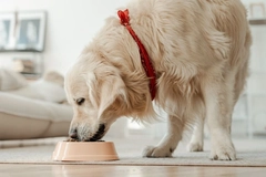 Image Healthy dog eating