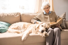 Image Senior dog resting on a couch