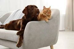 Image Dog and cat sitting on a couch
