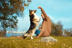 Dog owner playing with corgi