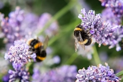 Wild bumblebees