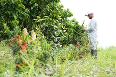 Mars OFI regenerative cocoa agriculture Ecuadorian cocoa farmer in field.