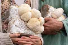 Lion's mane mushrooms on mycelium