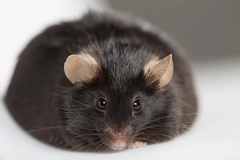 Image Closeup of obese mouse