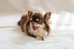 Tiny dog eating a pet chew