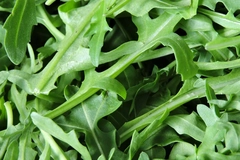Rocket salad