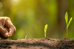 EU two tier NGT crop Hand planting seeds in the soil.