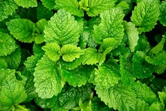 Lemon balm leaves Lemon balm leaves