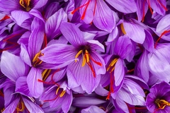 Image Saffron flowers
