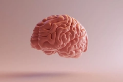 brain on display