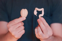 Image Miniature models of a gut and brain