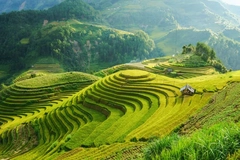 Image ricefields in Vietnam