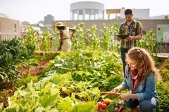 Image three young urban farmers on rooftop garden