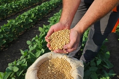 Image Soybean grain in a hands of farmer, in a background green soybean field.