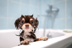 small dog in the bath
