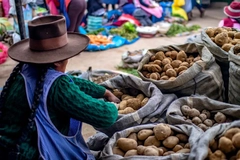 peruvian farmer selling potatoes at market