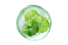 Image Plant molecules
