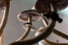 Image psychedelic mushroom up close